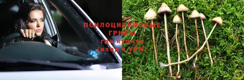 Псилоцибиновые грибы Magic Shrooms  магазин продажи   Белозерск 